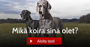 Mikä koira sinä olet?