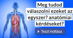 Meg tudod válaszolni ezeket az egyszerű anatómiai kérdéseket?