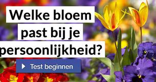 Welke bloem past bij je persoonlijkheid?