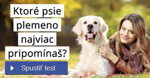 Ktoré psie plemeno najviac pripomínaš?