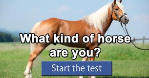 What kind of horse are you?