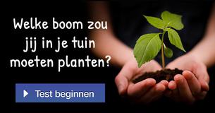 Welke boom zou jij in je tuin moeten planten?