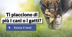 Ti piacciono di più i cani o i gatti?