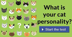 What is your cat personality?