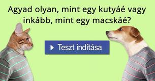 Agyad olyan, mint egy kutyáé vagy inkább, mint egy macskáé?