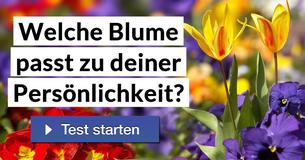 Welche Blume passt zu deiner Persönlichkeit?