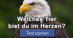 Welches Tier bist du im Herzen?