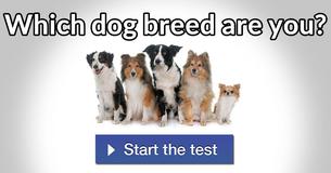 Which dog breed are you?