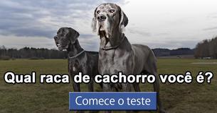 Qual raca de cachorro você é?
