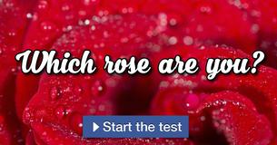 Which rose are you?