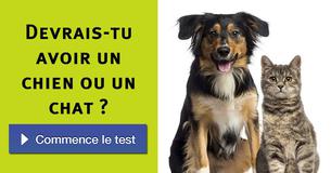 Devrais-tu avoir un chien ou un chat ?