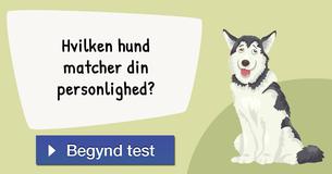 Hvilken hund matcher din personlighed?