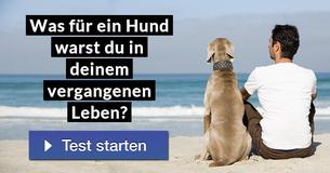 Was für ein Hund warst du in deinem vergangenen Leben? 