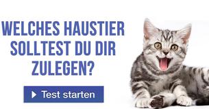 Welches Haustier solltest du dir zulegen?