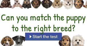 Can you match the puppy to the right breed?