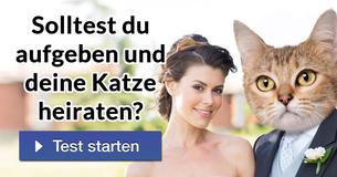 Solltest du alles hinschmeißen und deine Katze heiraten?