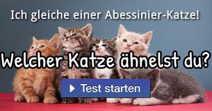 Welcher Katze ähnelst du?