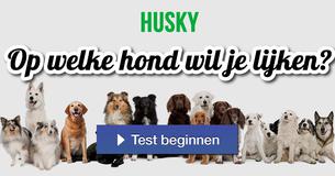Op welke hond wil je lijken?