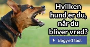 Hvilken hund er du, når du bliver vred?