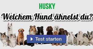 Welchem Hund ähnelst du?