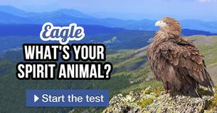 What's your spirit animal?