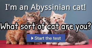 What sort of cat are you?