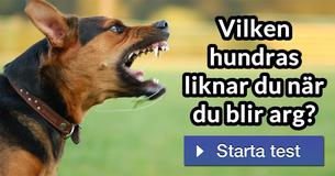 Vilken hundras liknar du när du blir arg?