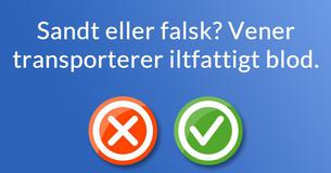 Kan du besvare følgende grundlæggende spørgsmål om menneskets anatomi?