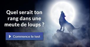 Quel serait ton rang dans une meute de loups ?