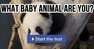 What baby animal are you?