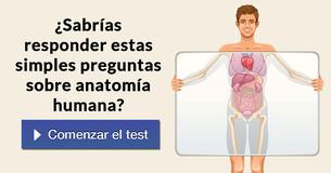 ¿Sabrías responder estas simples preguntas sobre anatomía humana?