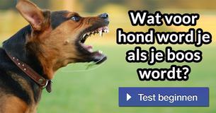 Wat voor hond word je als je boos wordt?