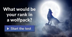 What would be your rank in a wolfpack?