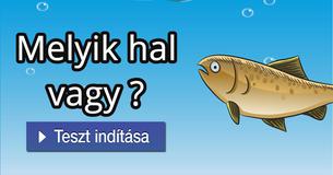 Melyik hal vagy ?