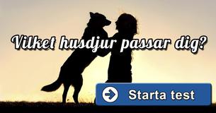Vilket husdjur passar dig?