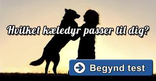 Hvilket kæledyr passer til dig? 