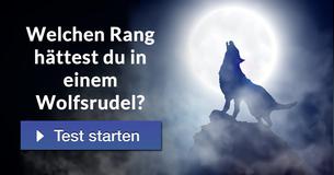 Welchen Rang hättest du in einem Wolfsrudel?