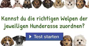 Kannst du die richtigen Welpen der jeweiligen Hunderasse zuordnen?