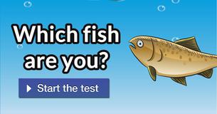 Which fish are you?