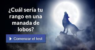 ¿Cuál sería tu rango en una manada de lobos?