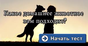 Какое домашнее животное вам подходит?