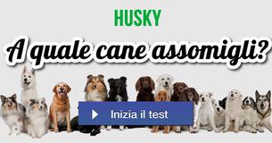 A quale cane assomigli?