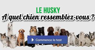A quel chien ressemblez-vous ?