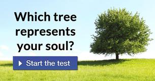 Which tree represents your soul?