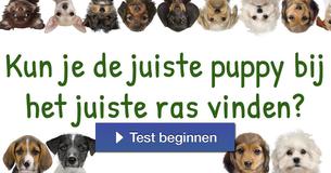 Kun je de juiste puppy bij het juiste ras vinden?
