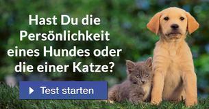 Hast Du die Persönlichkeit eines Hundes oder die einer Katze?