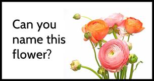 Only 1/50 Women Can Name All 15 Of These Common Flowers Just By Looking At Them