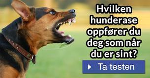 Hvilken hunderase oppfører du deg som når du er sint?