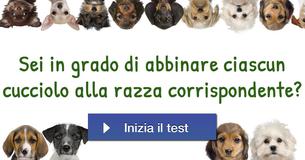 Sei in grado di abbinare ciascun cucciolo alla razza corrispondente?