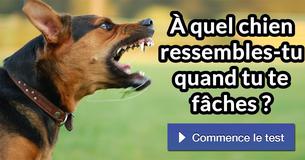 À quel chien ressembles-tu quand tu te fâches ?